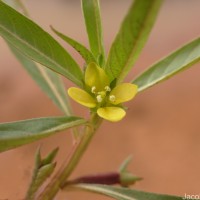 Ludwigia perennis L.